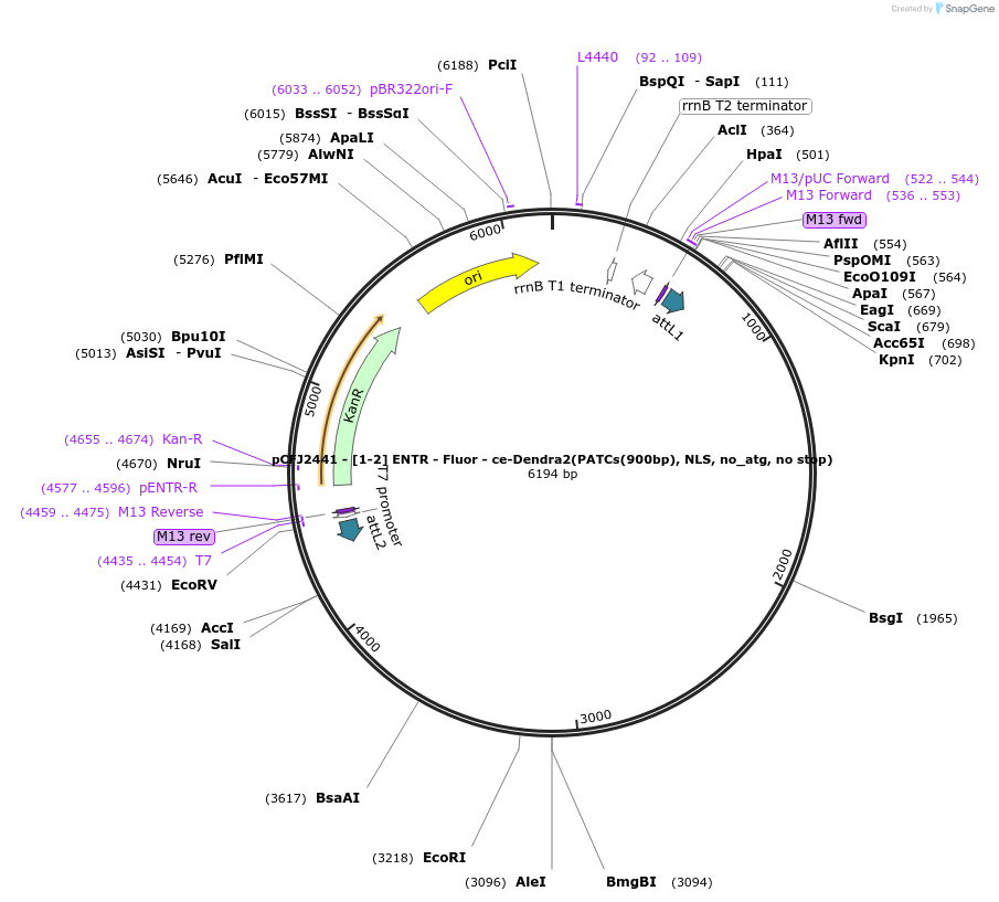 159870-plasmid-map-sequence-id-318854
