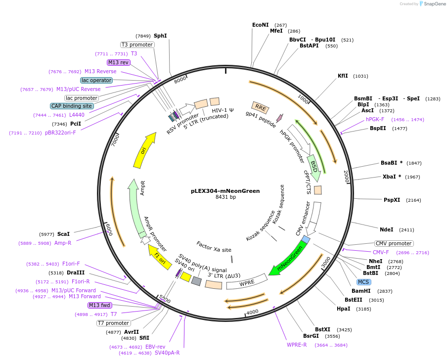 162034-plasmid-map-sequence-id-318858