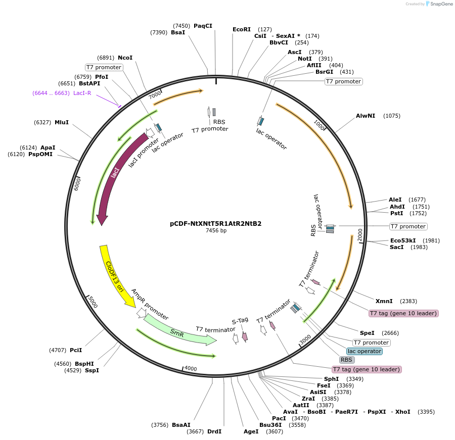 160888-plasmid-map-sequence-id-318861