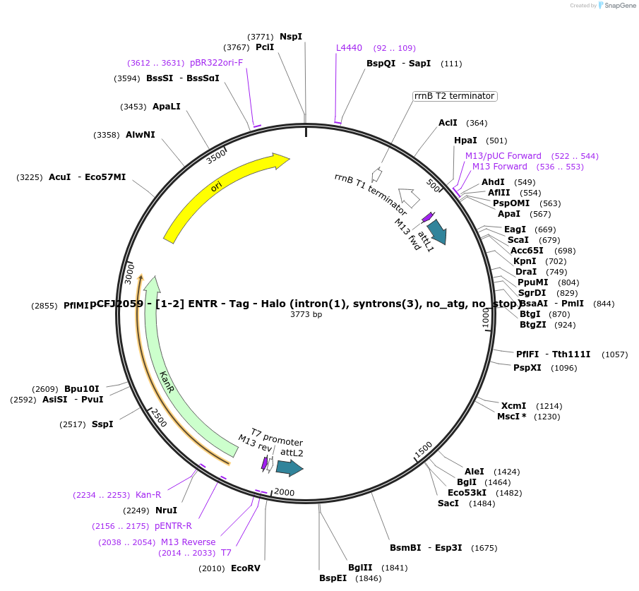159872-plasmid-map-sequence-id-318863