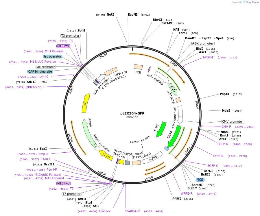 162033-plasmid-map-sequence-id-318864