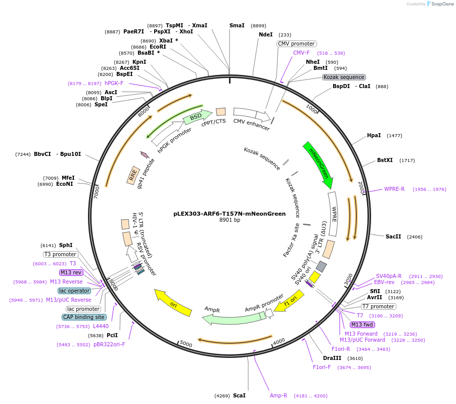 162028-plasmid-map-sequence-id-318866