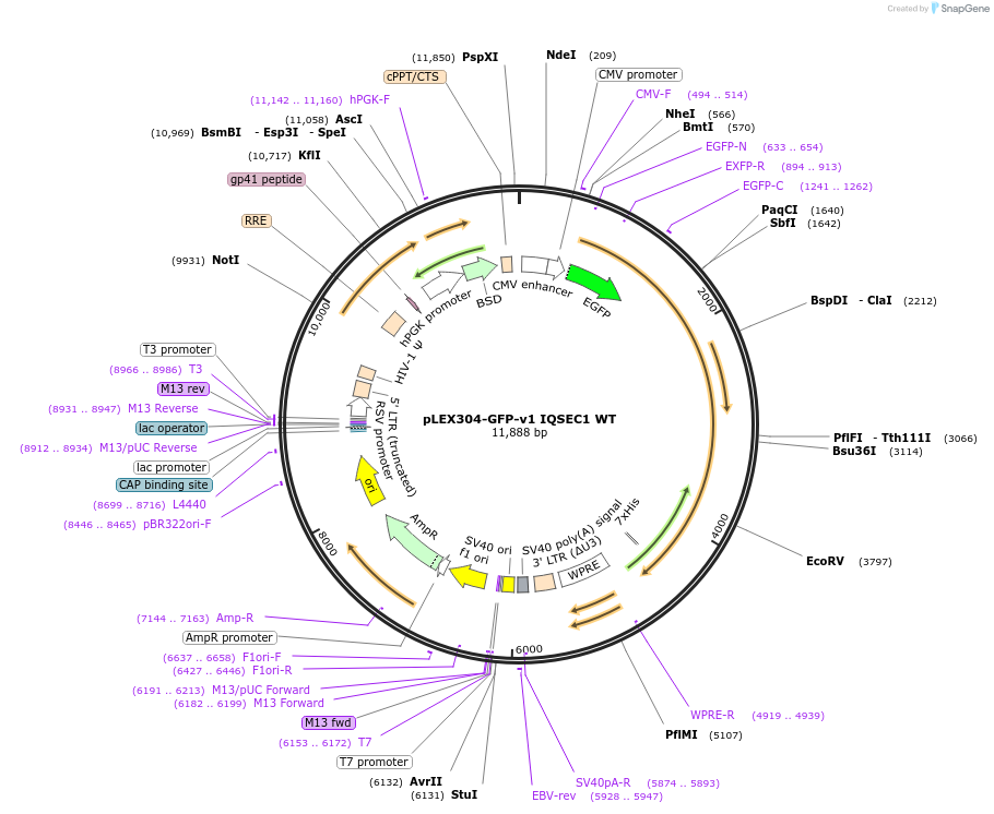 162016-plasmid-map-sequence-id-318867