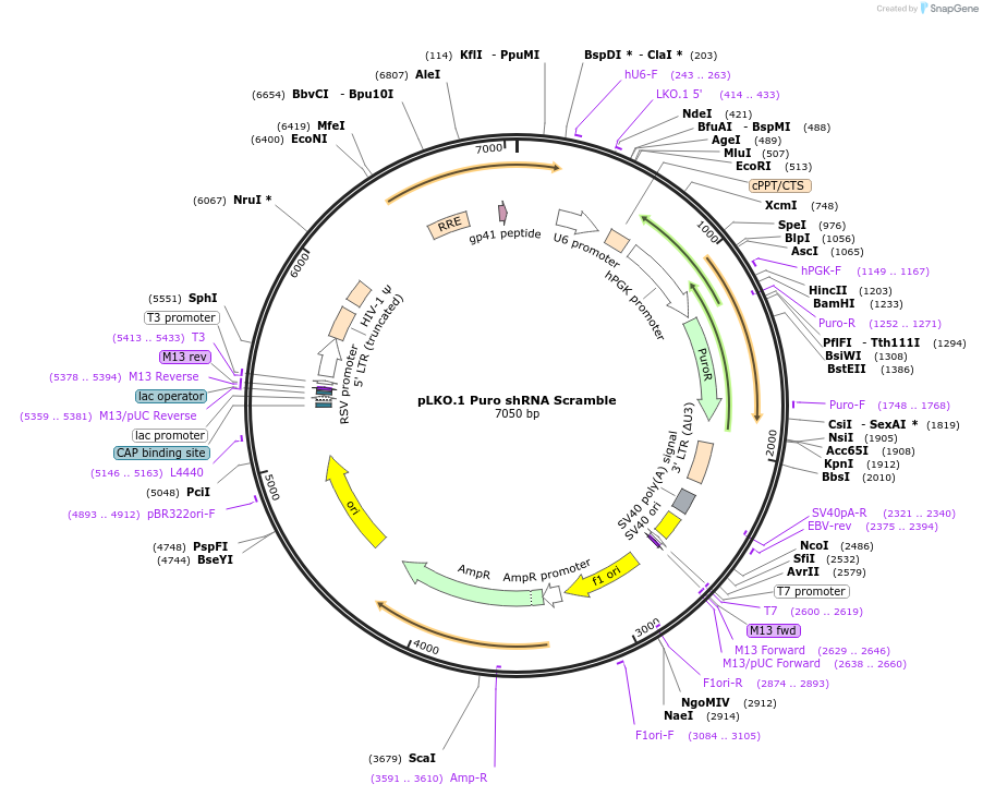 162011-plasmid-map-sequence-id-318868