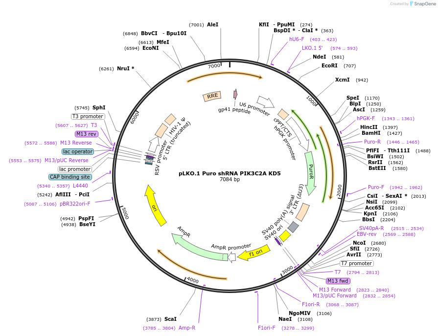 162006-plasmid-map-sequence-id-318869