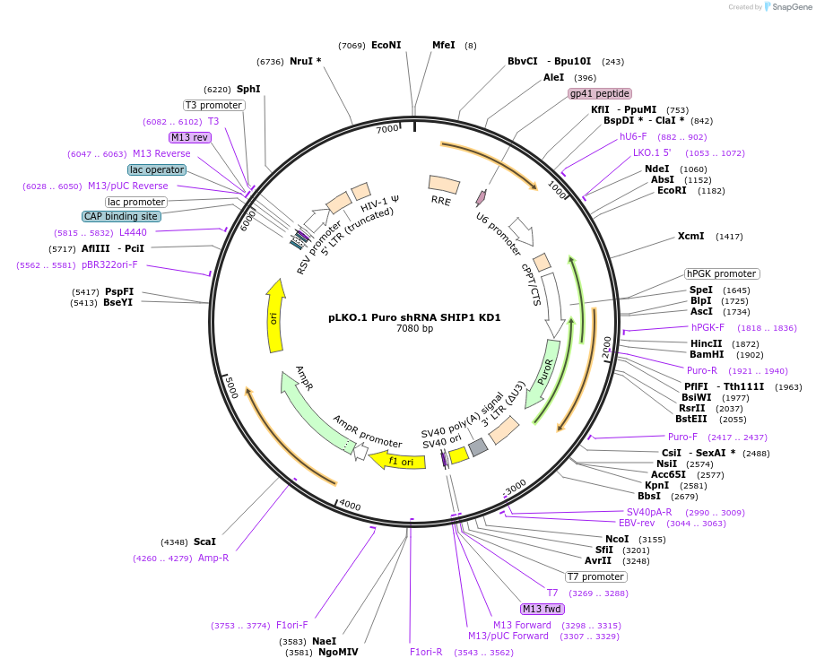 162012-plasmid-map-sequence-id-318870