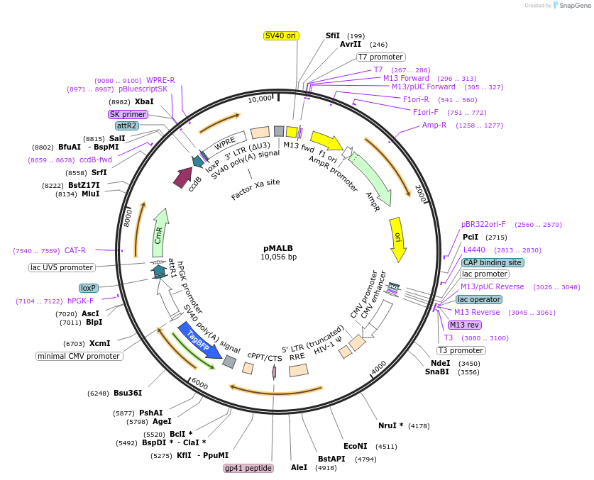 161784-plasmid-map-sequence-id-318897