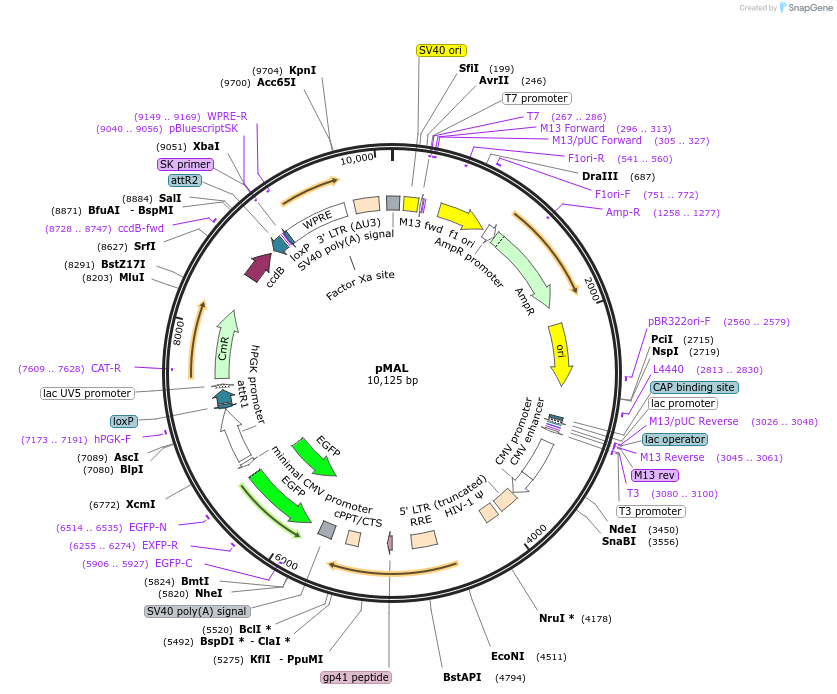 161783-plasmid-map-sequence-id-318898