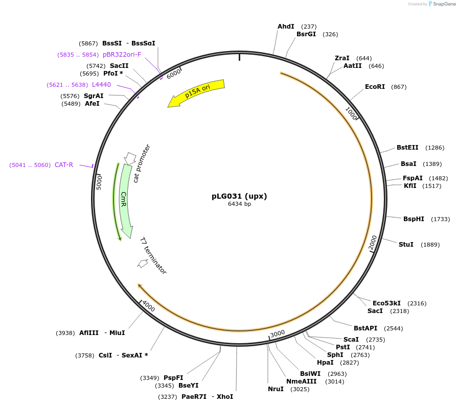 157909-plasmid-map-sequence-id-318903