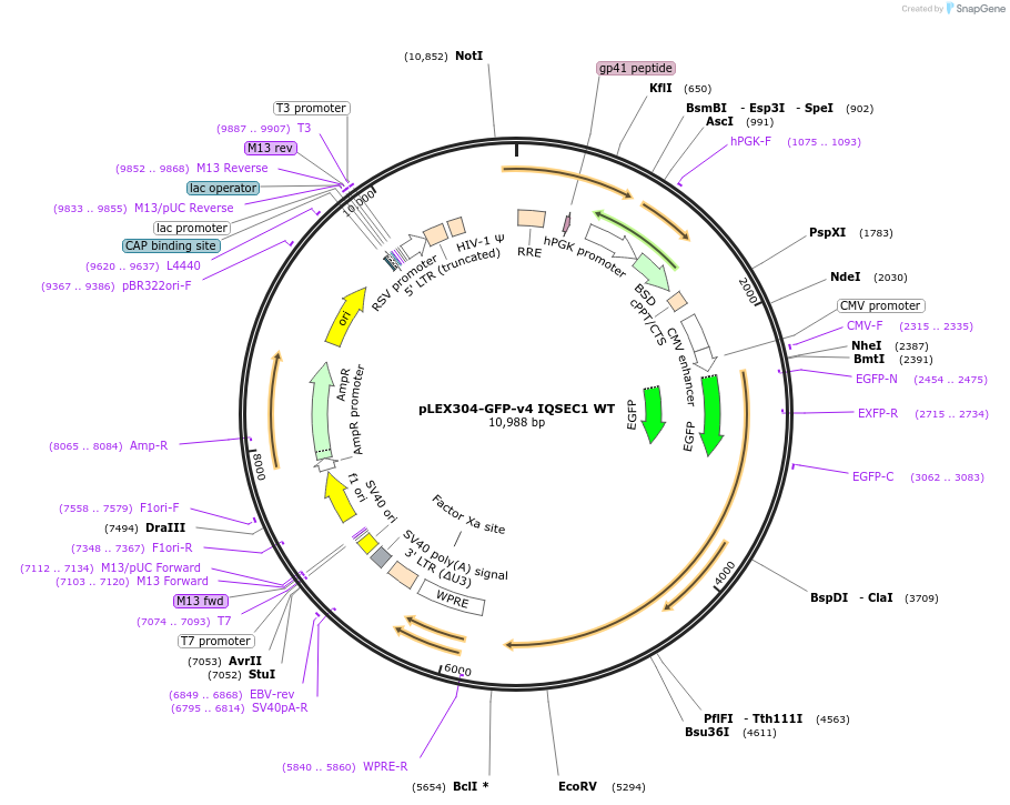162019-plasmid-map-sequence-id-318910