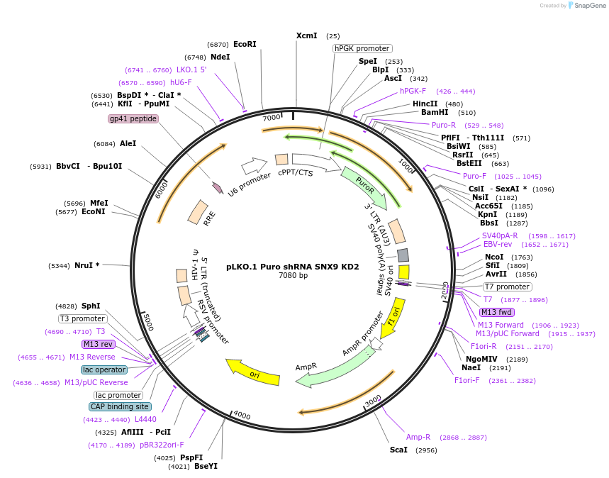 162015-plasmid-map-sequence-id-318911