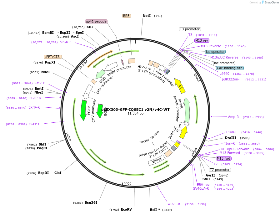 162022-plasmid-map-sequence-id-318920