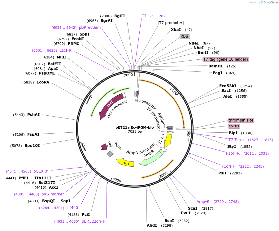 162575-plasmid-map-sequence-id-318923