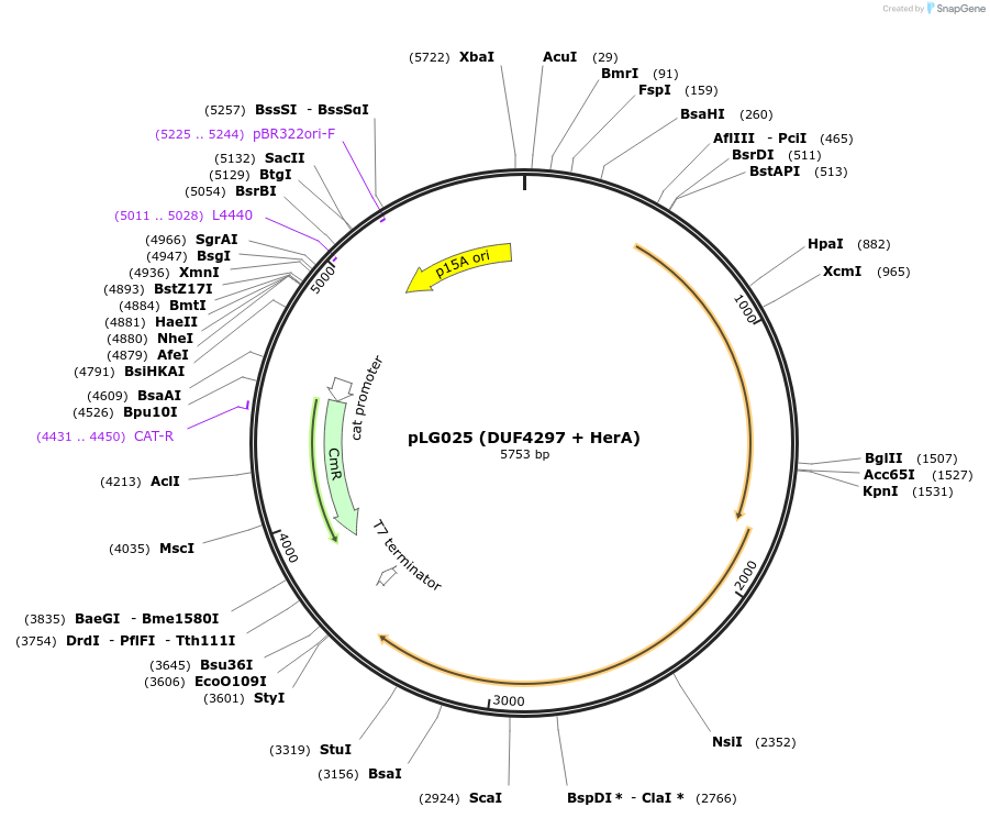 157903-plasmid-map-sequence-id-318926