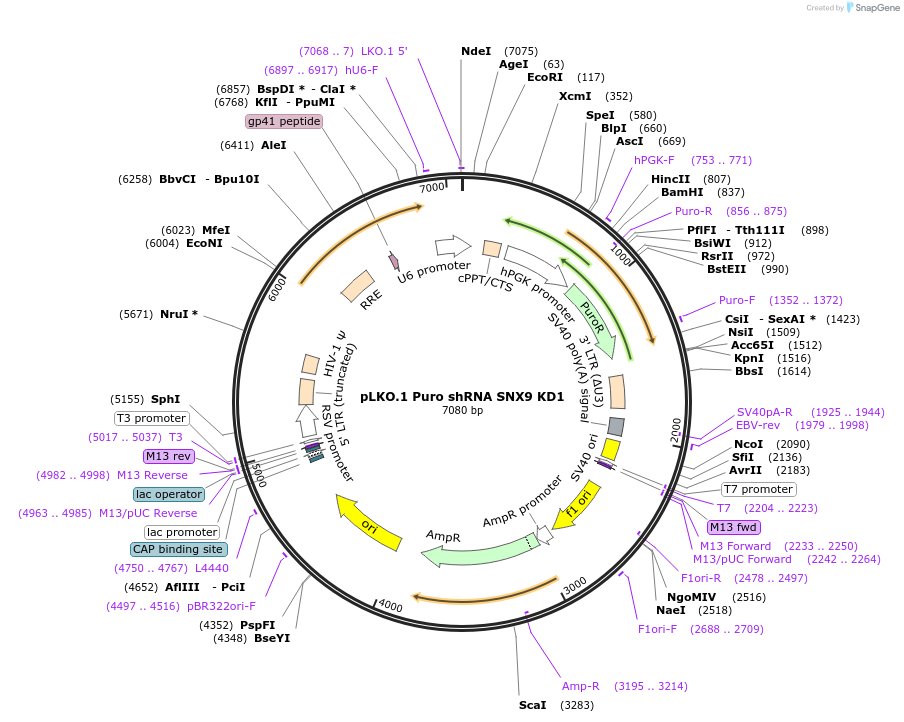 162014-plasmid-map-sequence-id-318932