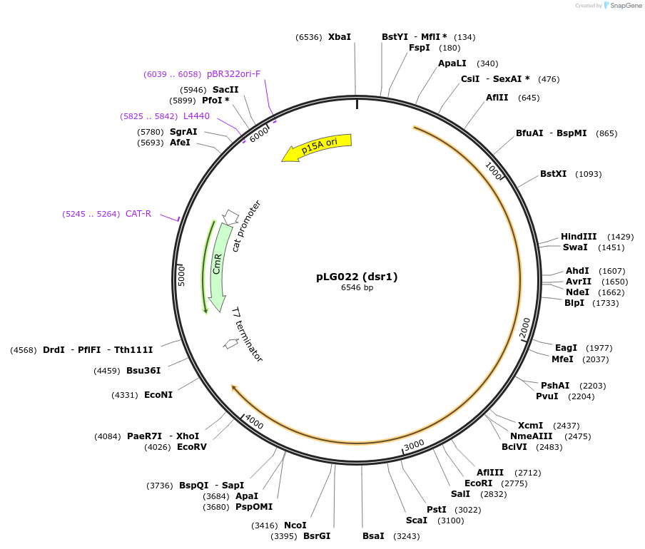 157900-plasmid-map-sequence-id-318933