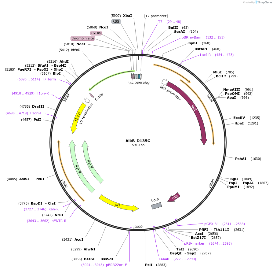 160434-plasmid-map-sequence-id-318954