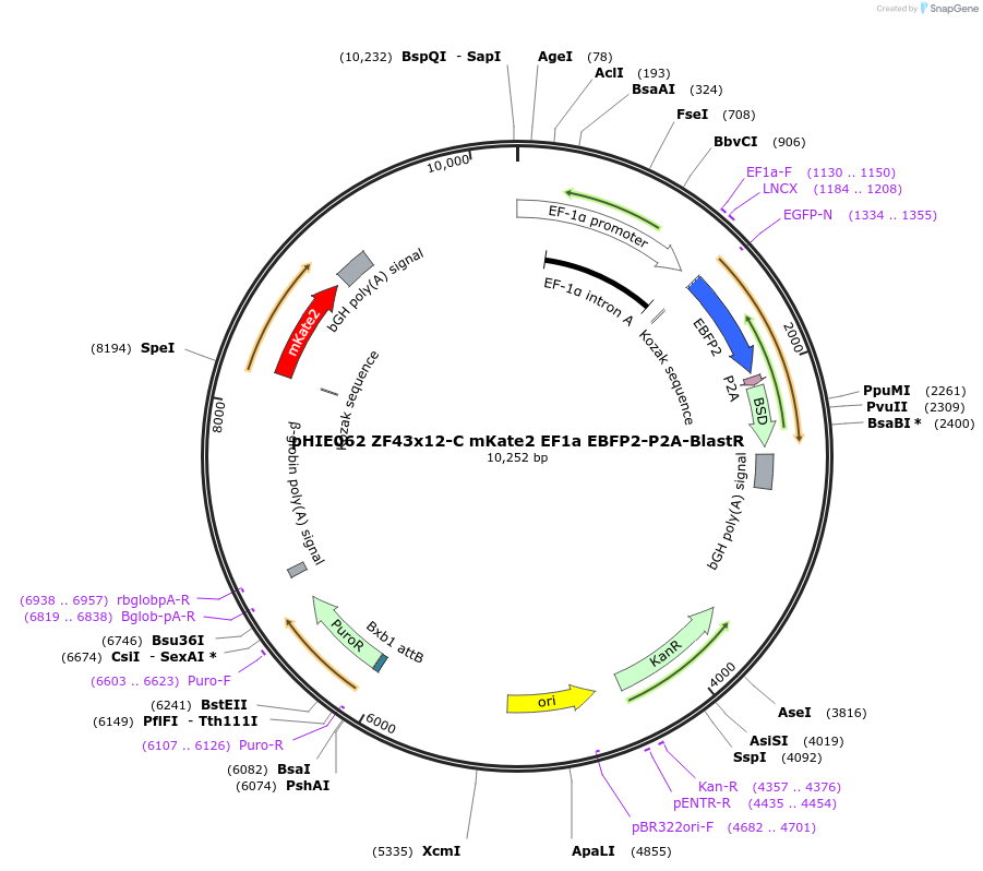 138743-plasmid-map-sequence-id-318957