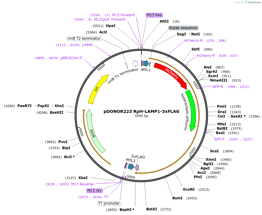 163019-plasmid-map-sequence-id-318959