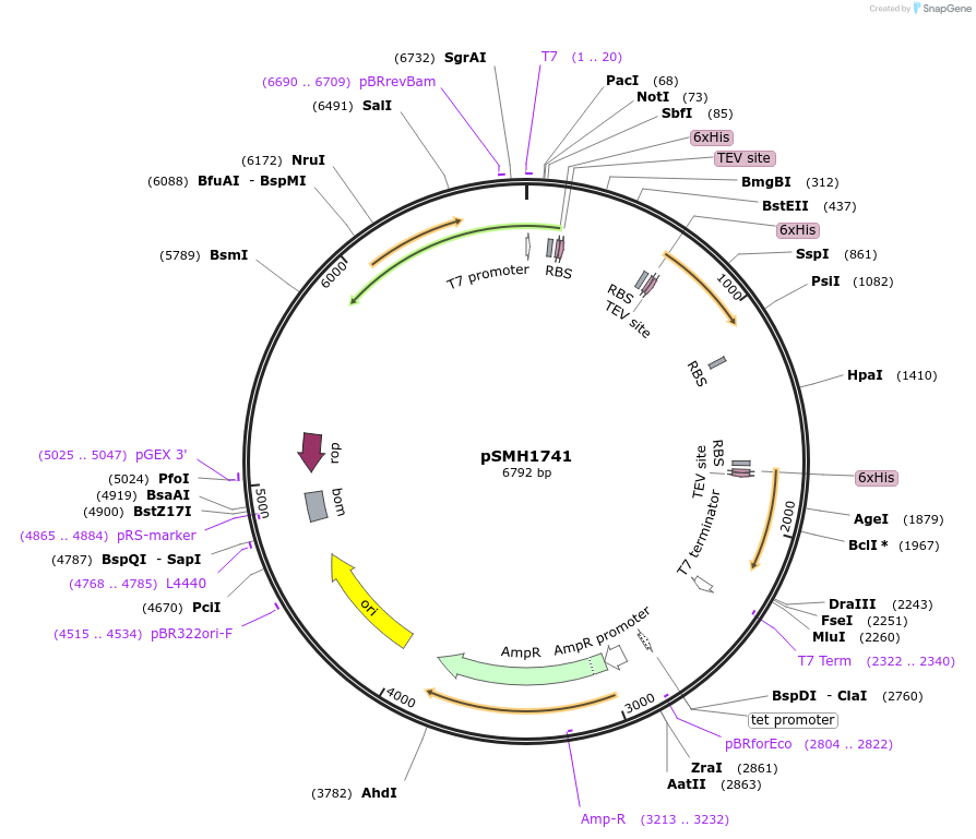 160930-plasmid-map-sequence-id-318962