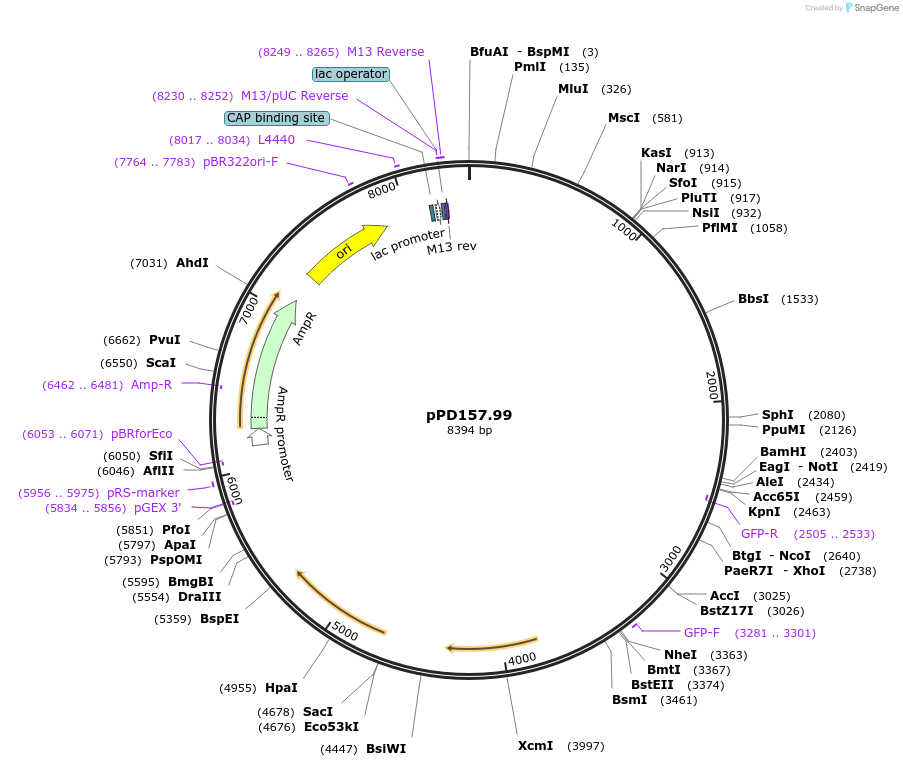 1713-plasmid-map-sequence-id-319