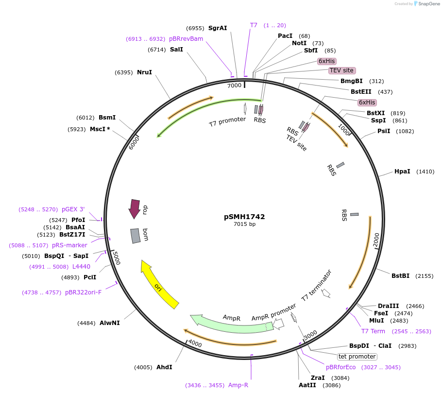 160929-plasmid-map-sequence-id-319094