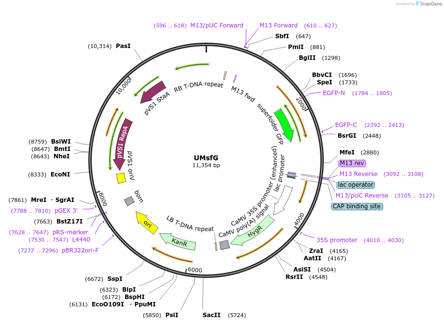 161005-plasmid-map-sequence-id-319115