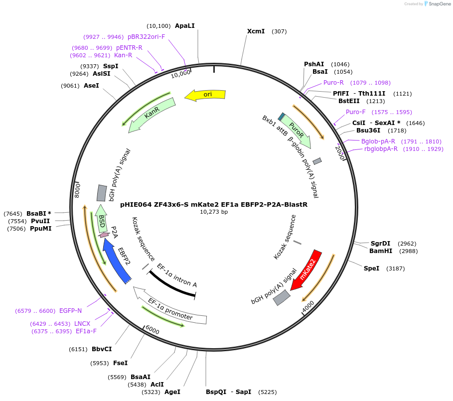 138745-plasmid-map-sequence-id-319127