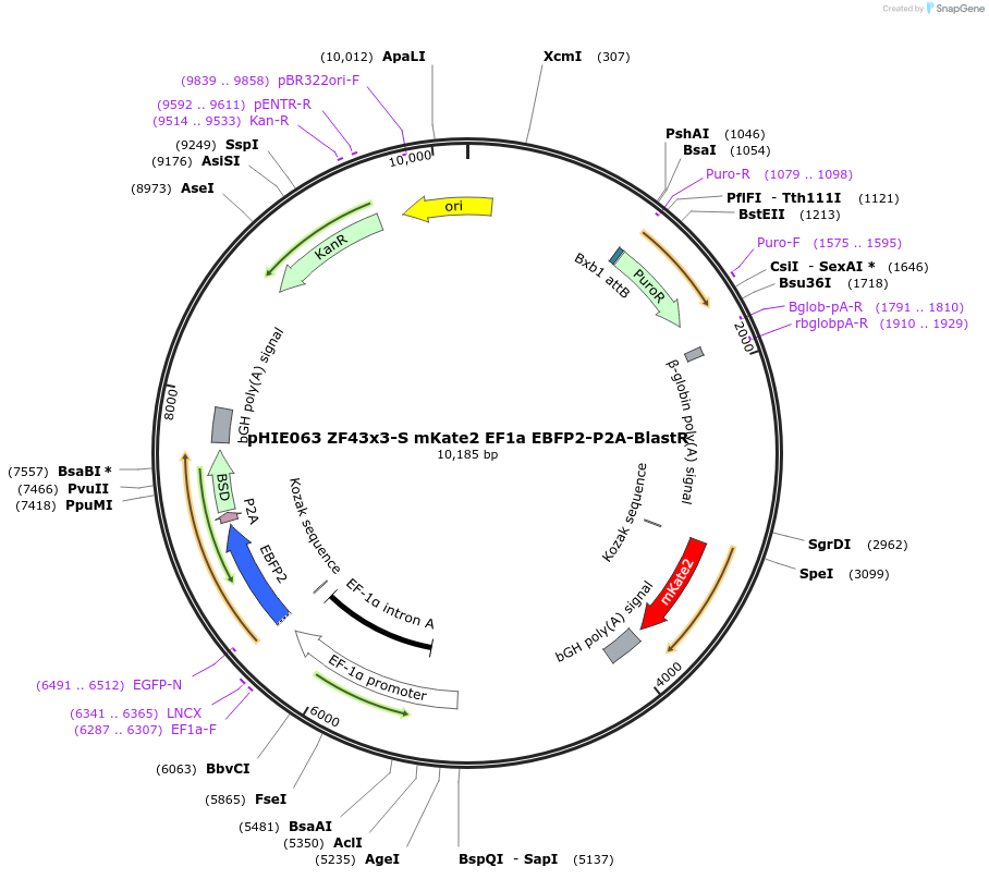 138744-plasmid-map-sequence-id-319131