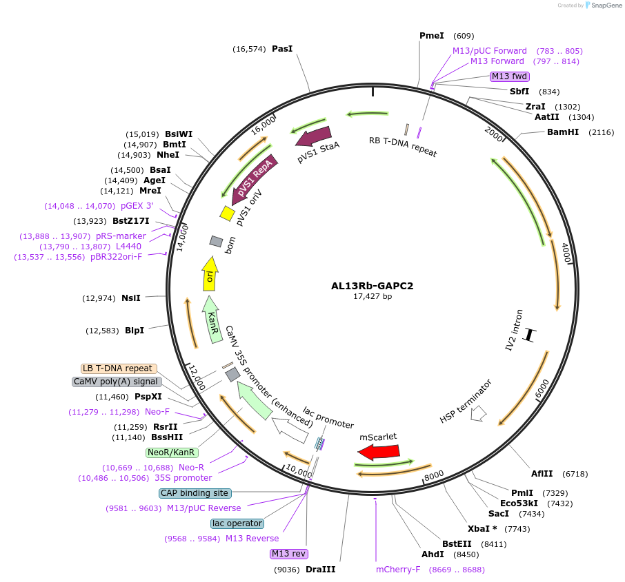 161009-plasmid-map-sequence-id-319133