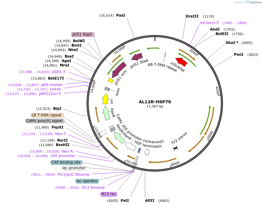 161010-plasmid-map-sequence-id-319135