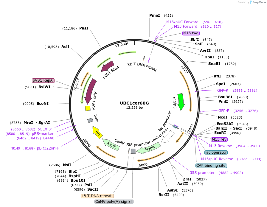 161016-plasmid-map-sequence-id-319137