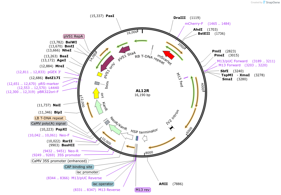 161007-plasmid-map-sequence-id-319141