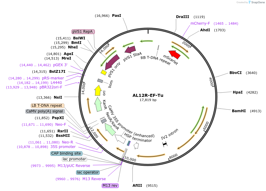 161013-plasmid-map-sequence-id-319147