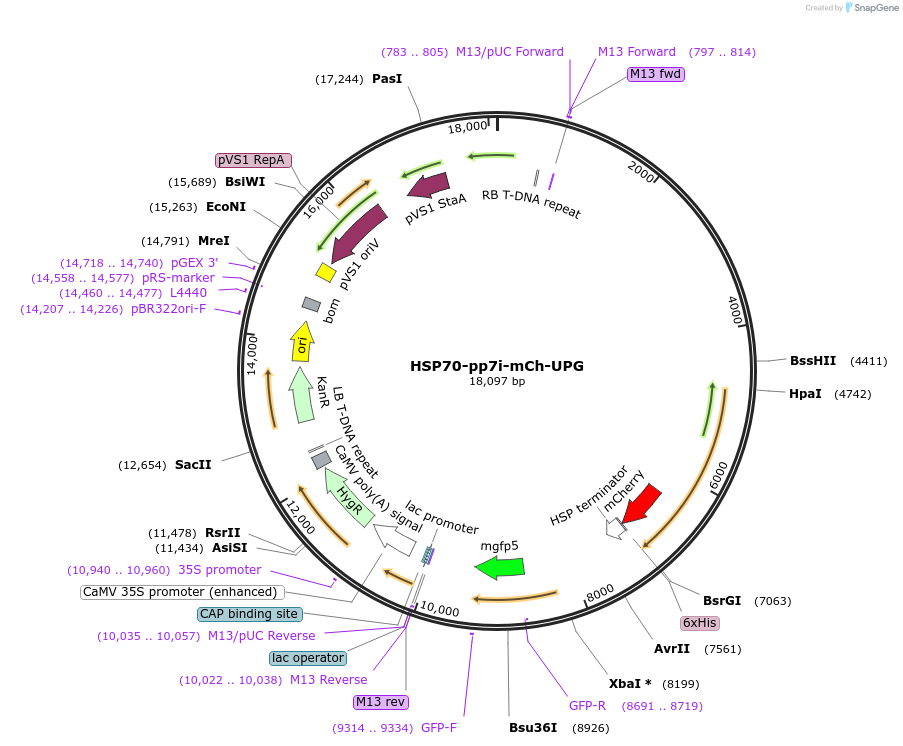161011-plasmid-map-sequence-id-319160