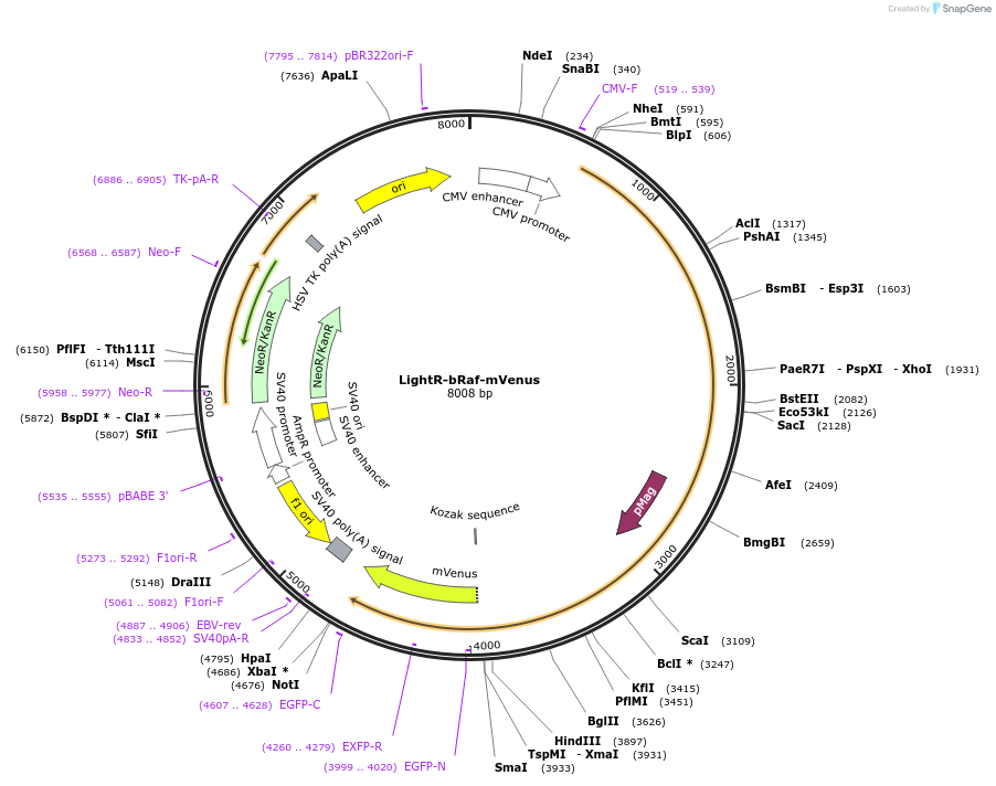 162154-plasmid-map-sequence-id-319200