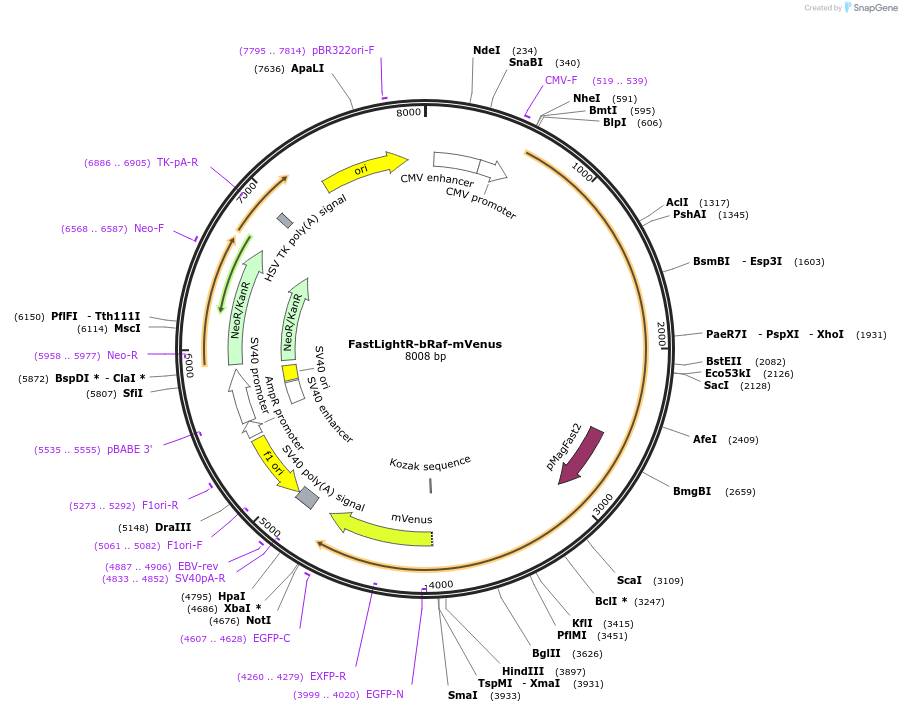 162155-plasmid-map-sequence-id-319226