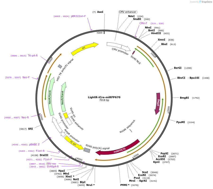 162158-plasmid-map-sequence-id-319227