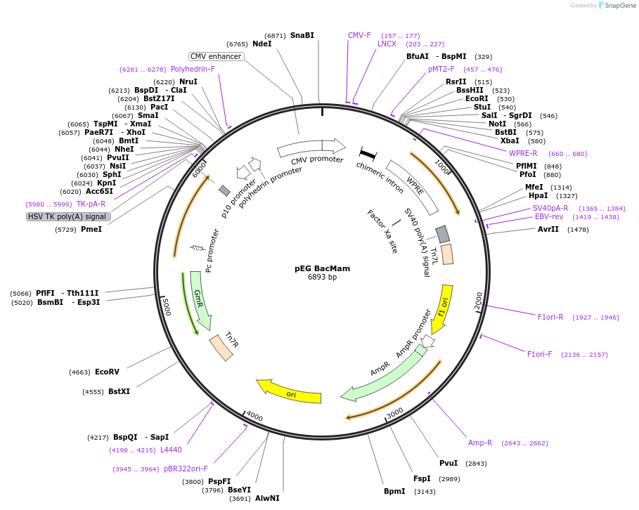 160451-plasmid-map-sequence-id-319250