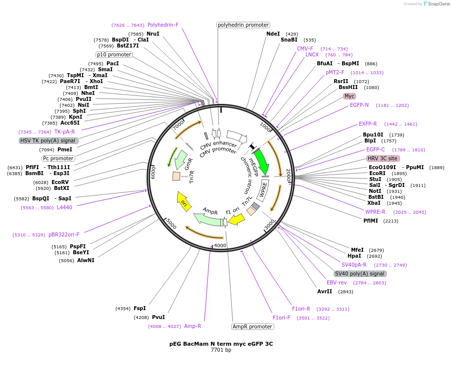 160682-plasmid-map-sequence-id-319252
