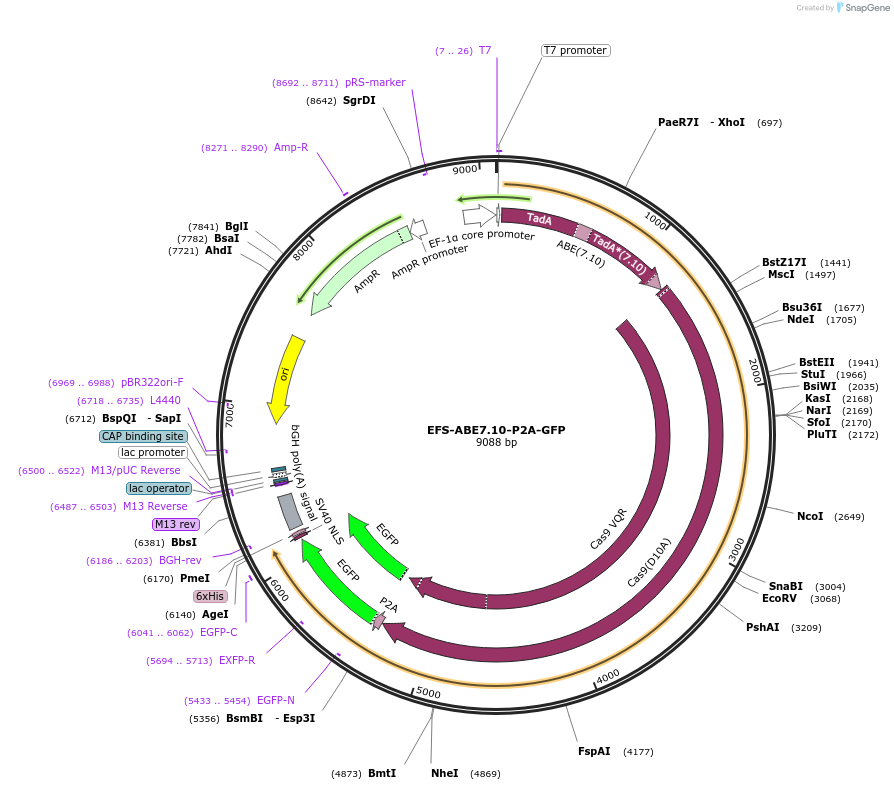 162510-plasmid-map-sequence-id-319260