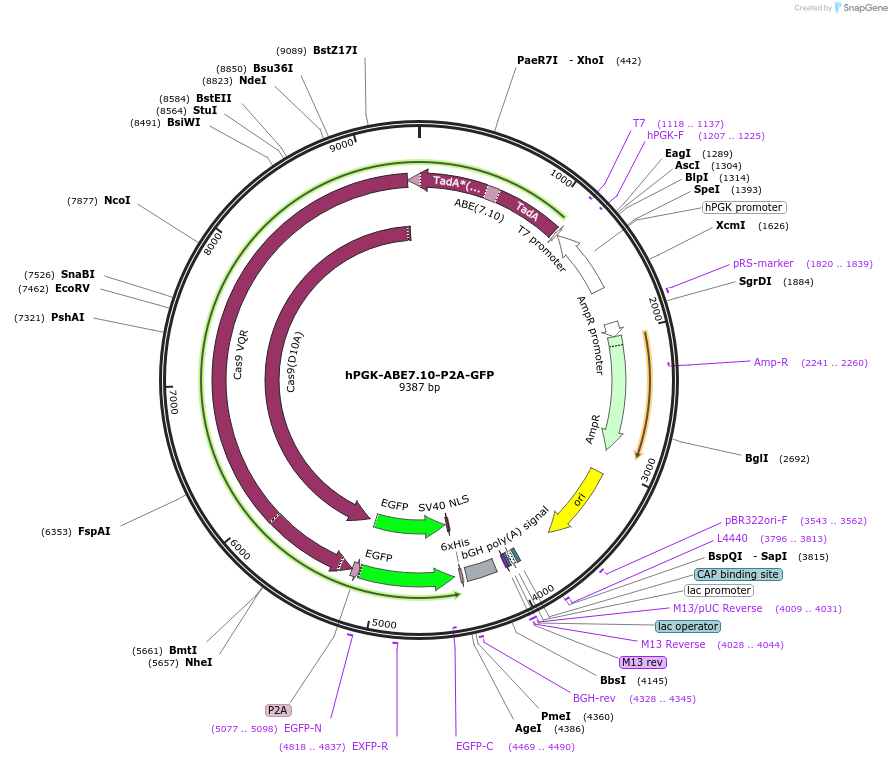162511-plasmid-map-sequence-id-319261