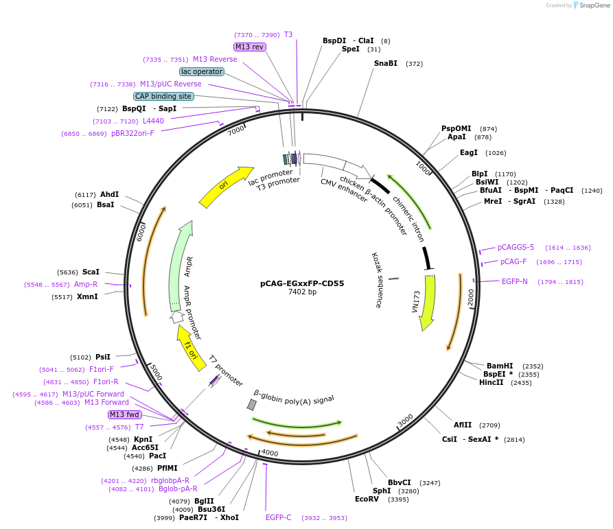 153959-plasmid-map-sequence-id-319276