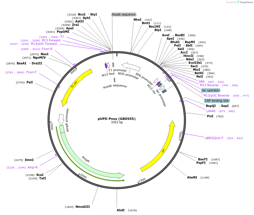 160555-plasmid-map-sequence-id-319283