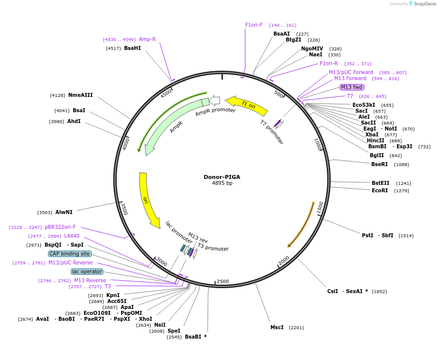 153530-plasmid-map-sequence-id-319287