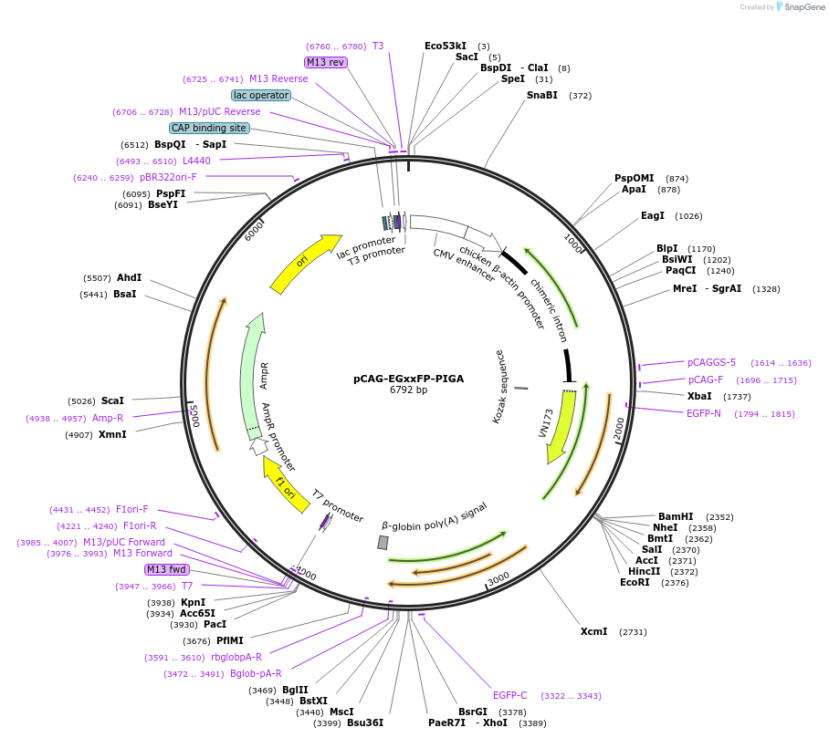 153958-plasmid-map-sequence-id-319291