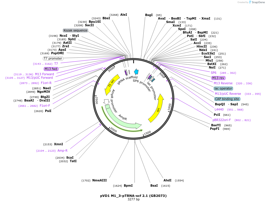 160558-plasmid-map-sequence-id-319296