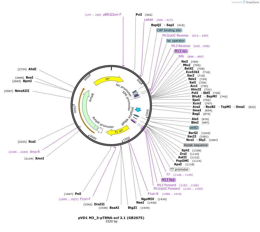 160560-plasmid-map-sequence-id-319297
