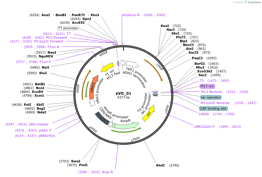 149606-plasmid-map-sequence-id-319302
