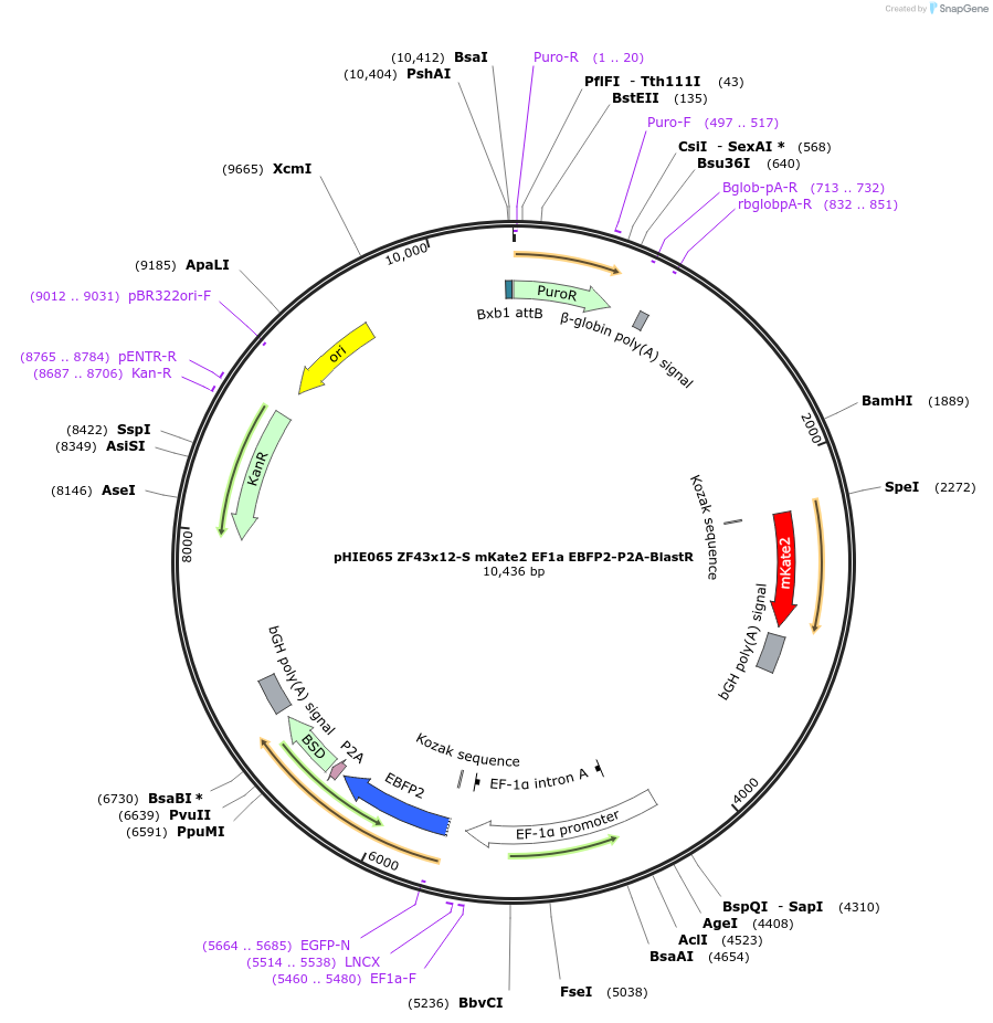 138746-plasmid-map-sequence-id-319328